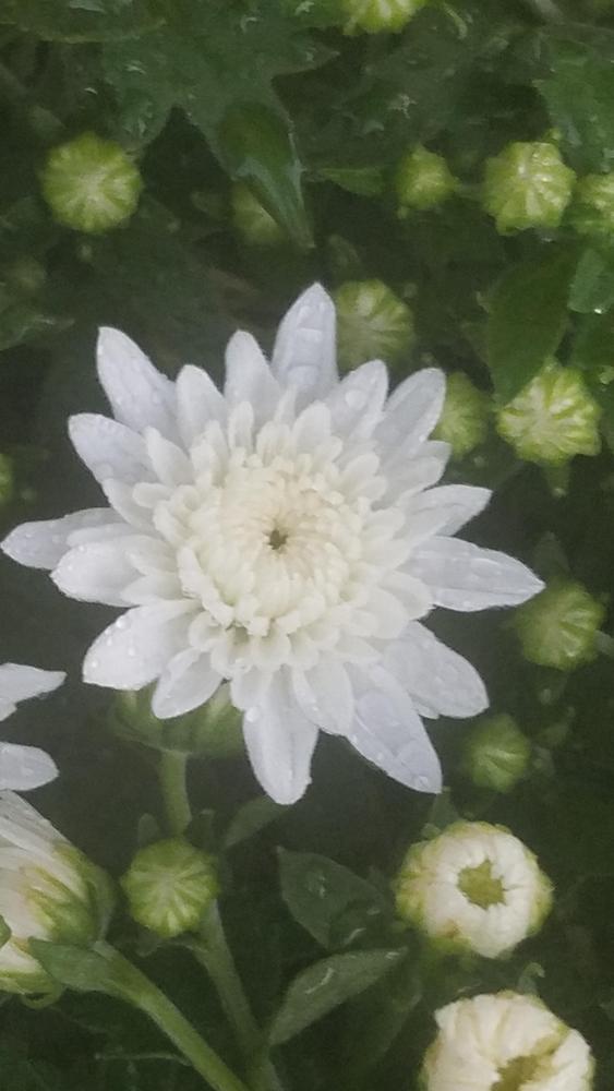 Photo of Chrysanthemum uploaded by RootedInDirt
