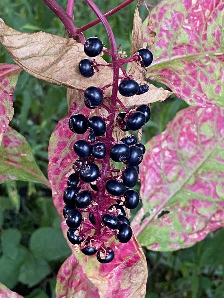 Photo of Pokeweed (Phytolacca americana) uploaded by csandt