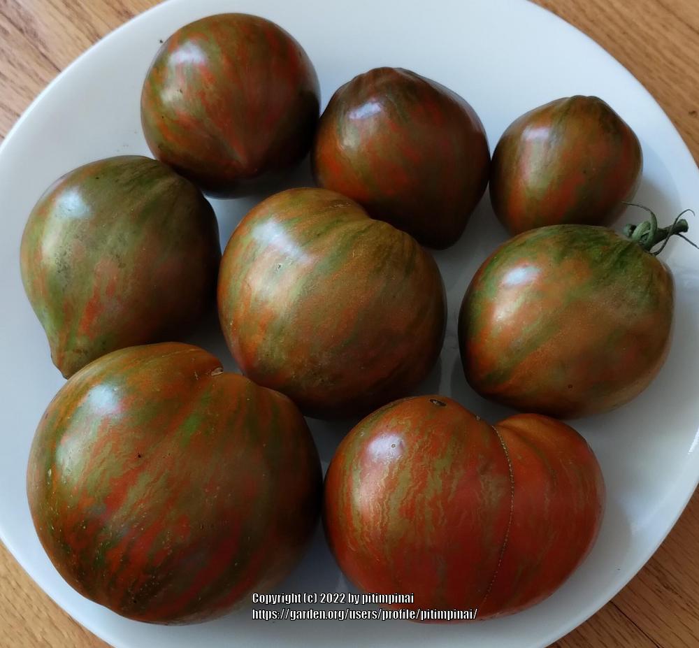 Photo of Tomato (Solanum lycopersicum 'Rebel Starfighter Prime') uploaded by pitimpinai