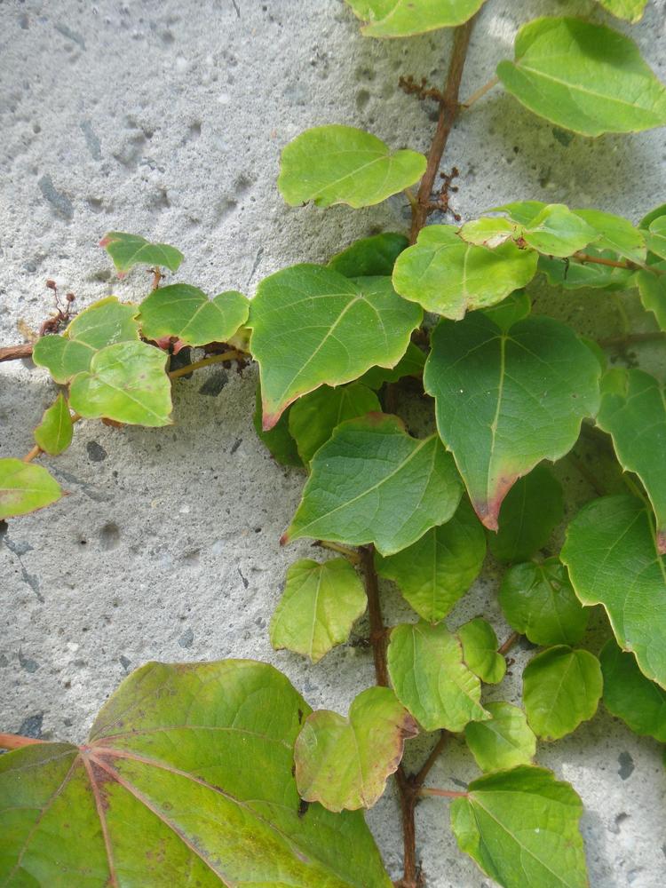 Photo of Boston Ivy (Parthenocissus tricuspidata) uploaded by zylvert