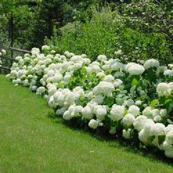Location: Greenwich CT
Date: 2007-07-06
summer hedge in bloom