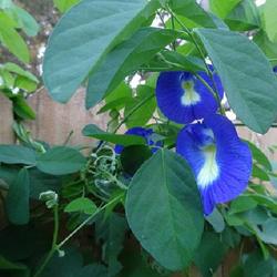 Location: sarasota florida
Date: 2019-11-02
easiest plant to grow, reseeds everywhere  ... dried flowers make
