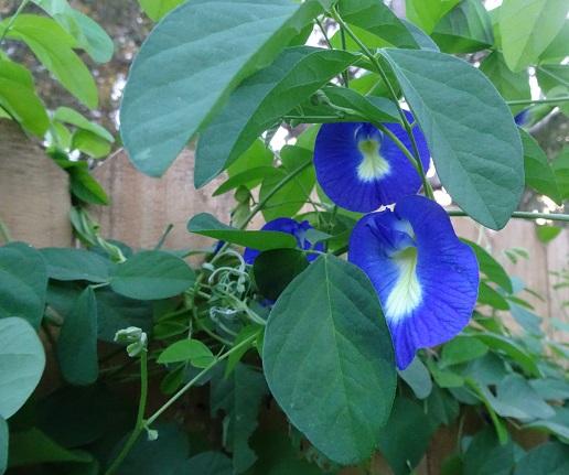Photo of Butterfly Pea (Clitoria ternatea) uploaded by zylvert