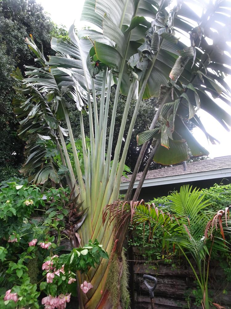 Photo of Travelers Palm (Ravenala madagascariensis) uploaded by zylvert
