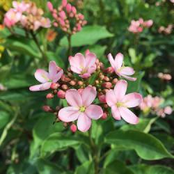 Location: sarasota florida
Date: 2017-08-20
Very pale pink flowers
