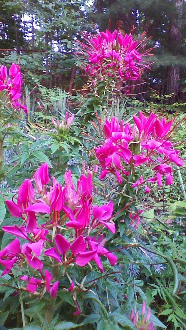 Photo of Cleome uploaded by zylvert