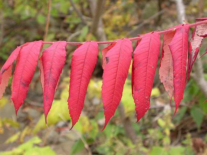 Photo of Staghorn Sumac (Rhus typhina) uploaded by zylvert