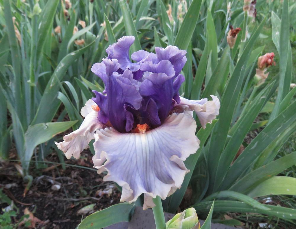 Photo of Border Bearded Iris (Iris 'Gay Romance') uploaded by KentPfeiffer