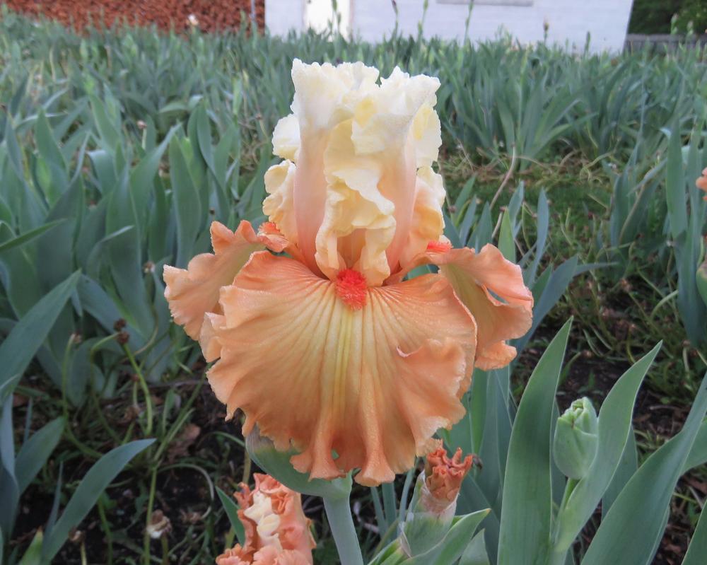 Photo of Border Bearded Iris (Iris 'Almost Famous') uploaded by KentPfeiffer