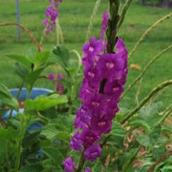 Location: My garden full sun triple digit heat no problem 
Date: 2022-08-21
Henlea's Hummingbird Heaven Porterweed