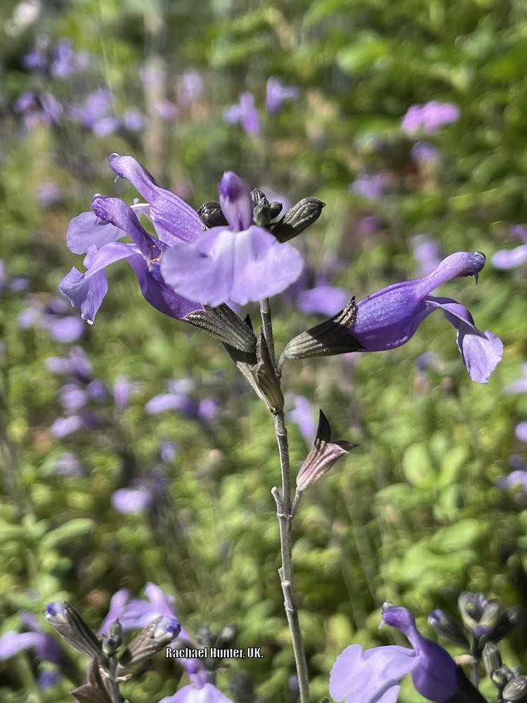 Photo of Salvia (Salvia microphylla 'So Cool Pale Blue') uploaded by RachaelHunter