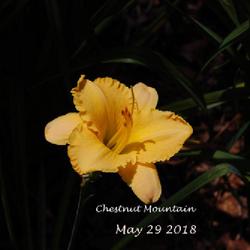 Location: my garden
Date: 2018-05-29  11:43am
