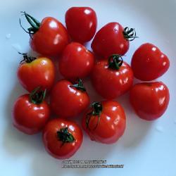 Location: Chicago, Illinois
Date: 2022-08-22
Delicious cherry tomato