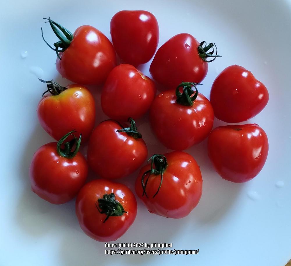Photo of Tomato (Solanum lycopersicum 'Tomatoberry F1') uploaded by pitimpinai