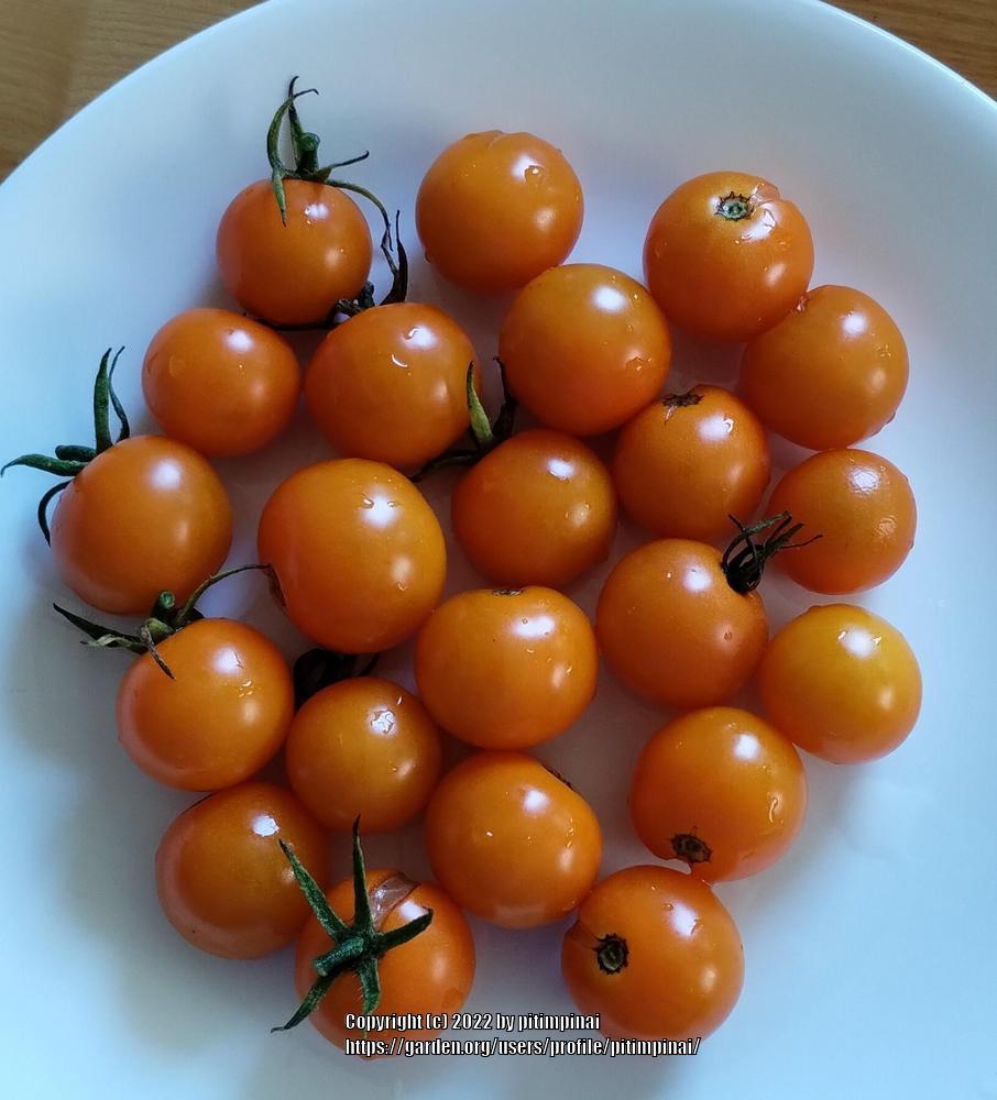 Photo of Tomato (Solanum lycopersicum 'SunSugar F1') uploaded by pitimpinai