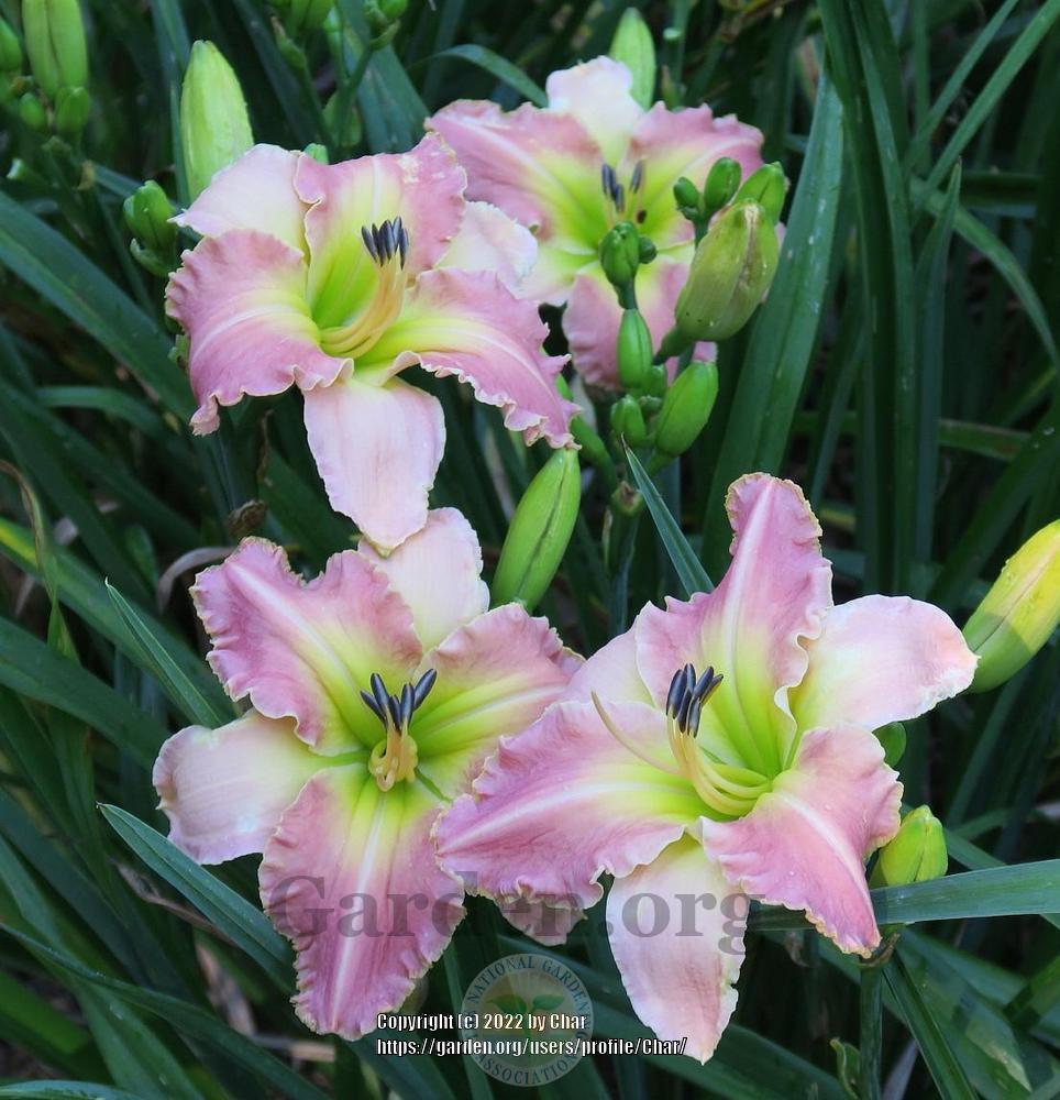 Photo of Daylily (Hemerocallis 'Love Comes Quickly') uploaded by Char