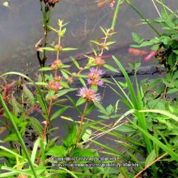 Location: Aberdeen, NC Pages Lake park
Date: August 21, 2022
Swamp loosestrife #307; RAB p. 738, 135-4-1. AG page 186, 45-5-1,
