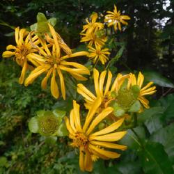 Location: Eagle Bay, New York
Date: 2022-08-22
Cup Plant (Silphium perfoliatum) aka Indian Cup Plant blooming