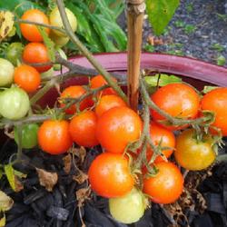 Location: Eagle Bay, New York
Date: 2022-08-22
Tomato (Solanum lycopersicum 'Tumbler') ripening