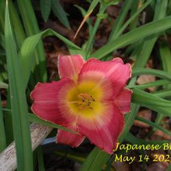 Location: my garden
Date: 2022-05-14 11:32am
first year bloom