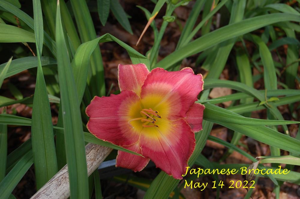 Photo of Daylily (Hemerocallis 'Japanese Brocade') uploaded by alma47