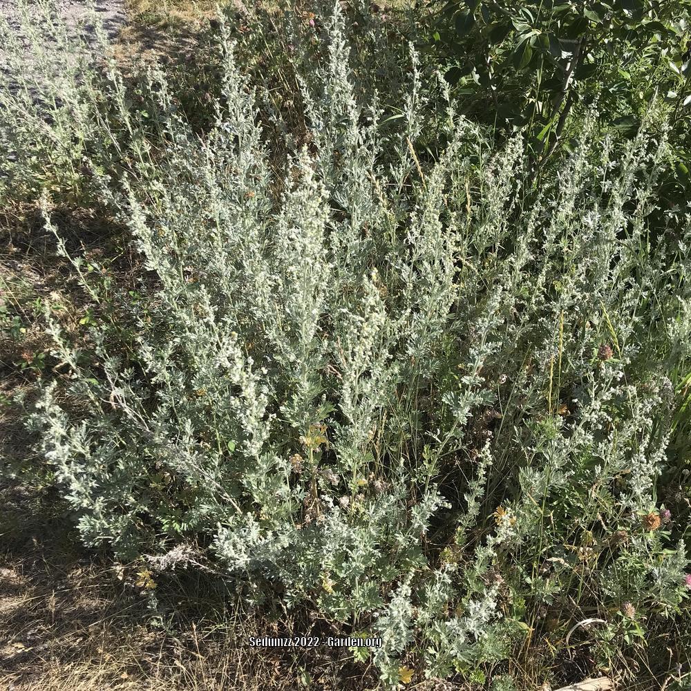 Photo of Absinthe (Artemisia absinthium) uploaded by sedumzz