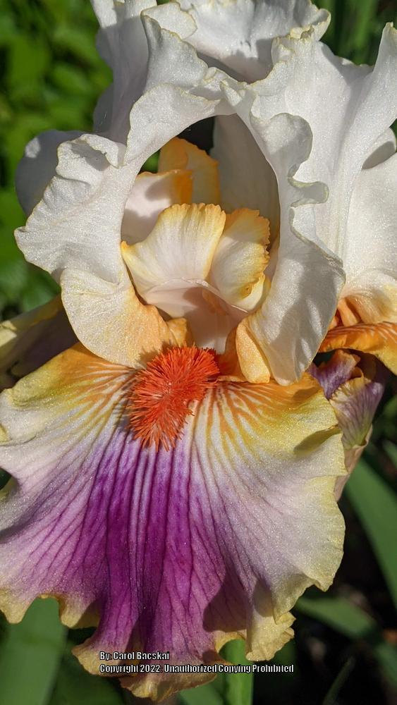 Photo of Tall Bearded Iris (Iris 'Having a Party') uploaded by Artsee1