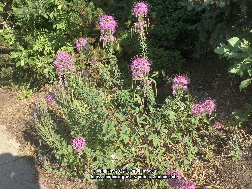 Photo of Rocky Mountain Beeplant (Cleomella serrulata) uploaded by CarolineScott