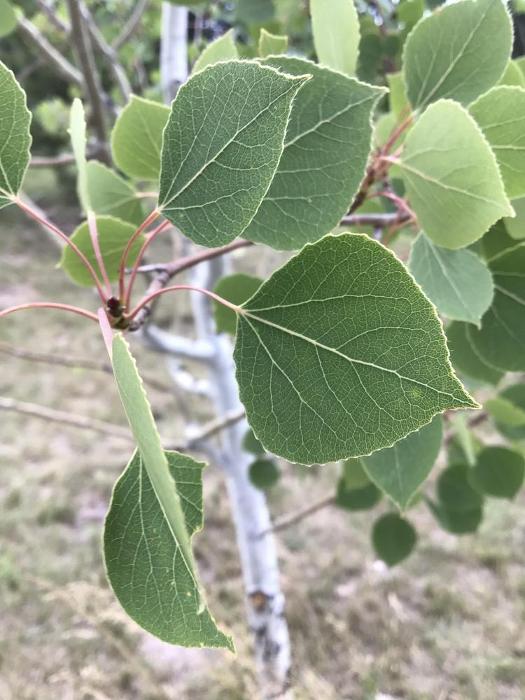 Photo of Quaking Aspen (Populus tremuloides) uploaded by Fieldsof_flowers