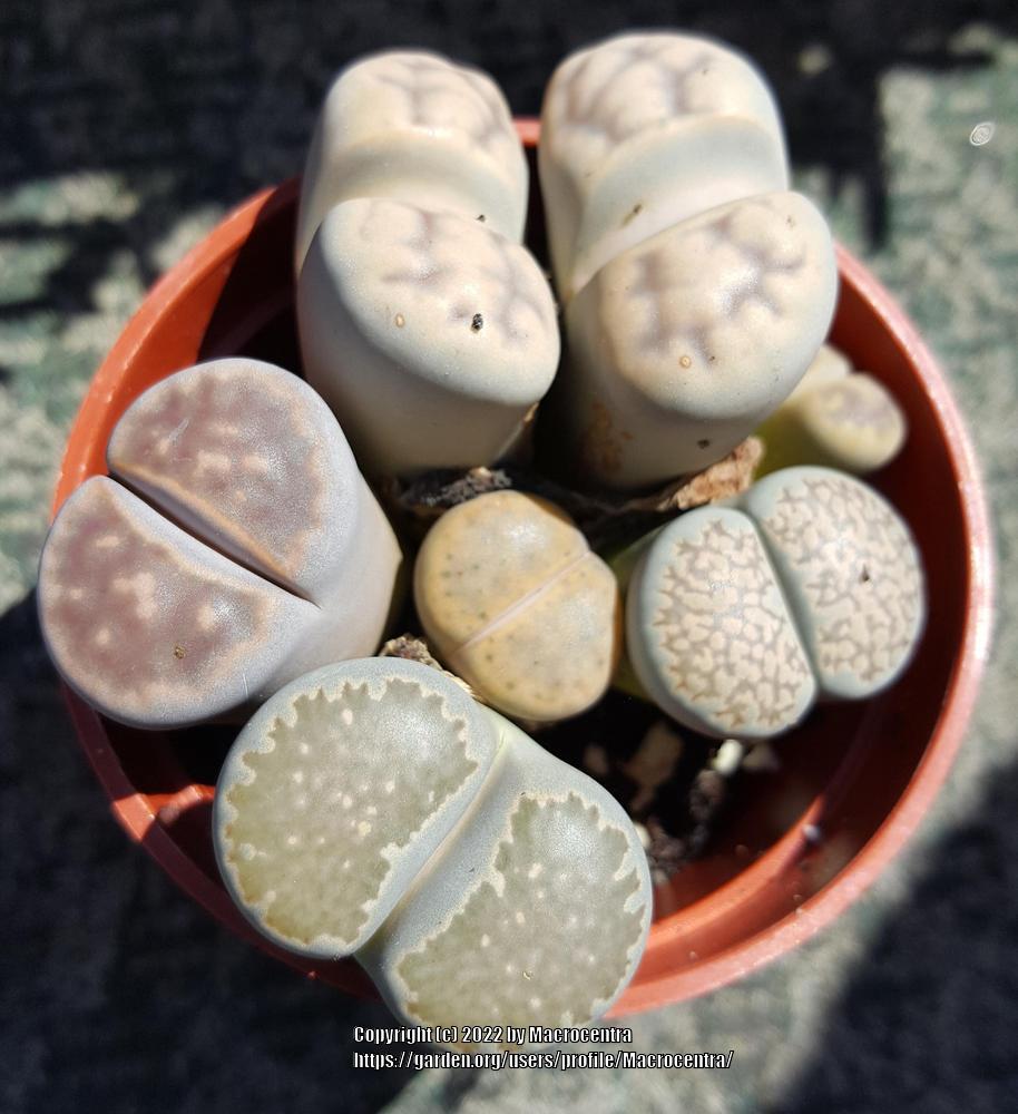 Photo of Living Stones (Lithops) uploaded by Macrocentra