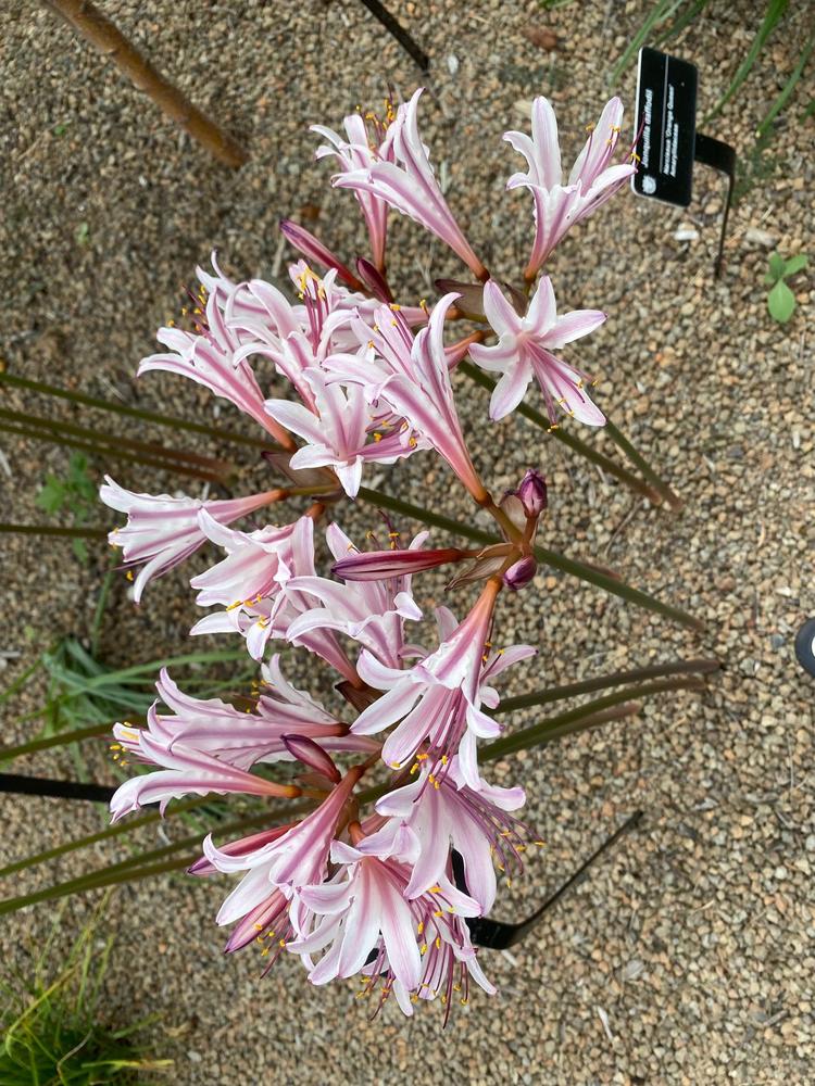Photo of Peppermint Surprise Lily (Lycoris incarnata) uploaded by SL_gardener