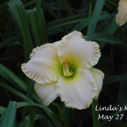Location: my garden
Date: 2022-05-27 10:19am
first year bloom