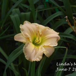 Location: my garden
Date: 2022-06-07 10:33am
first year bloom