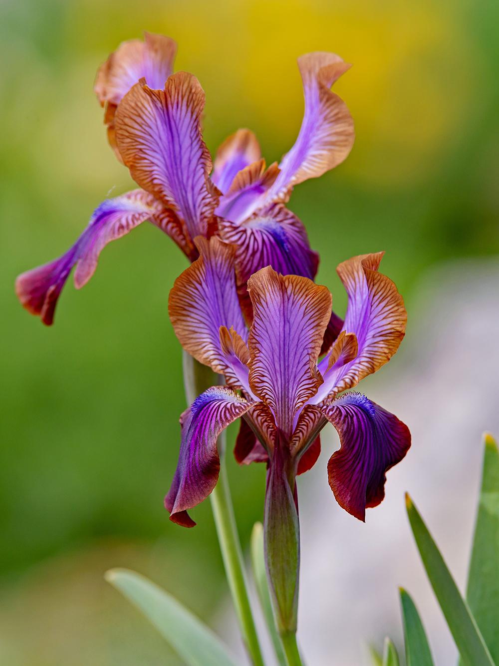 Photo of Arilbred Iris (Iris 'Stolon Ginger') uploaded by dirtdorphins