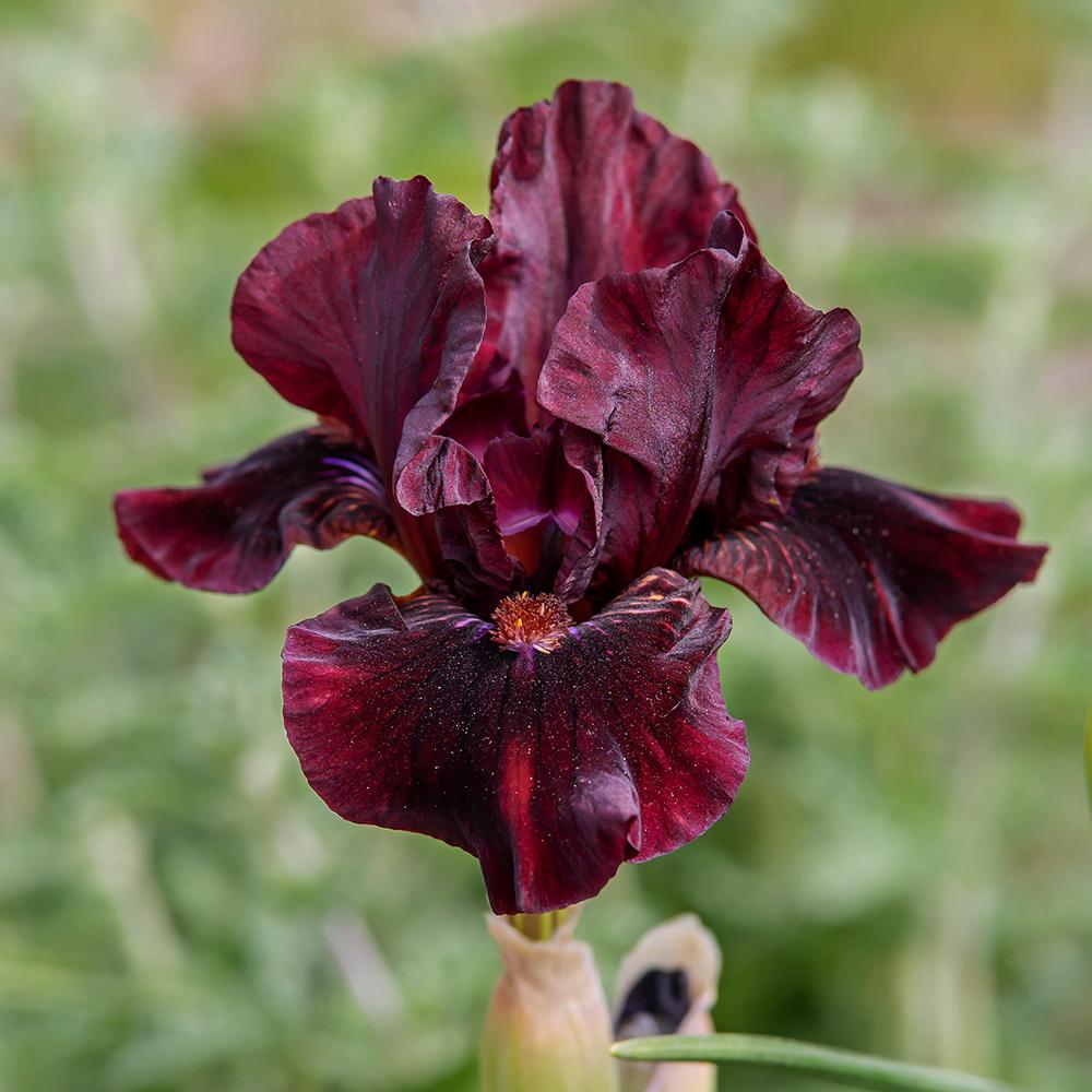 Photo of Standard Dwarf Bearded Iris (Iris 'Botta Bing') uploaded by dirtdorphins