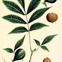 
Date: 1865
illustration by Bessa [as Juglans porcina] from Michaux's 'North 