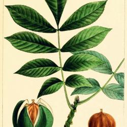 
Date: 1865
illustration [as Juglans tomentosa] by Bessa from Michaux's 'Nort