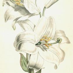 
Date: 1794
illustration from 'The Botanical Magazine', 1794