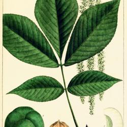 
Date: 1865
illustration [as Juglans squamosa] by Bessa from Michaux's 'North