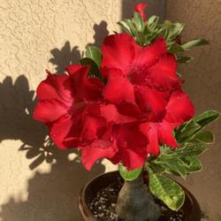 Location: My garden in Tampa, Florida
Date: 2022-08-25
My beautiful grafted desert rose.