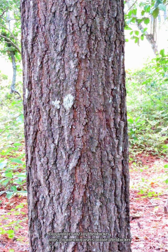 Photo of American Turkey Oak (Quercus laevis) uploaded by WebTucker