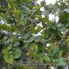 Coccoloba uvifera fruit (Seagrapes)