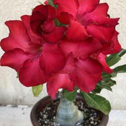 Location: My garden in Tampa, Florida
Date: 2022-08-27
My red grafted desert rose.