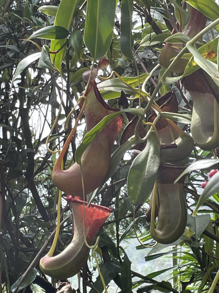 Photo of Pitcher Plant (Nepenthes) uploaded by jooshewa