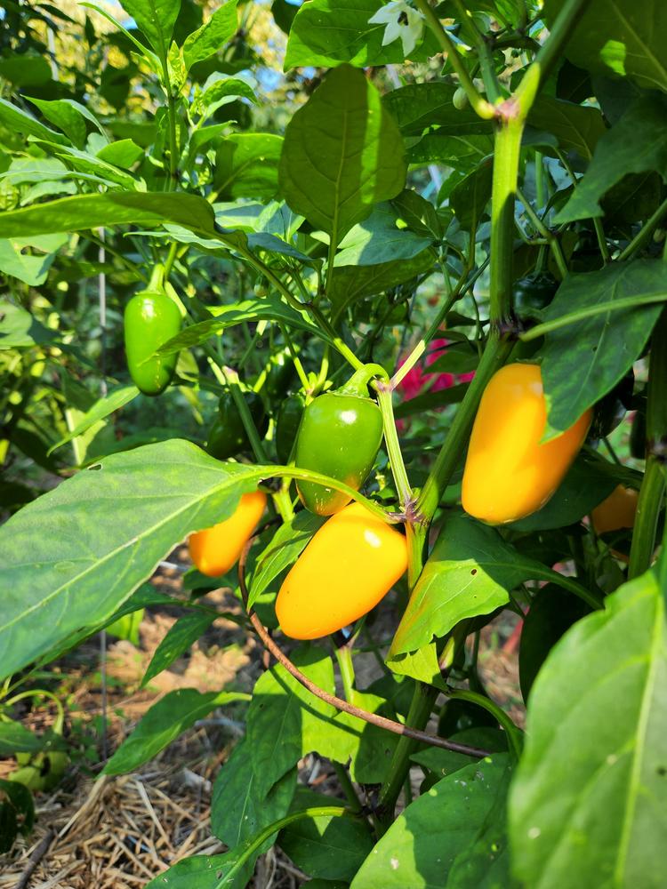 Photo of Jalapeno Pepper (Capsicum annuum 'Pumpkin Spice') uploaded by sallyg