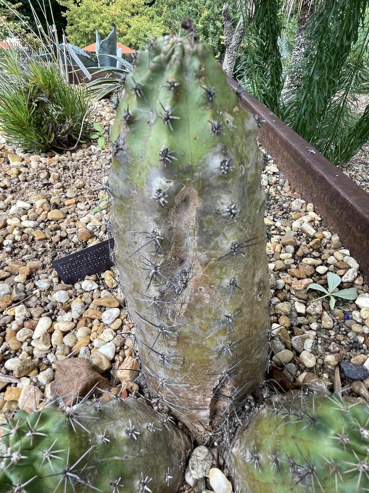 Photo of Claretcup Cactus (Echinocereus triglochidiatus) uploaded by jooshewa
