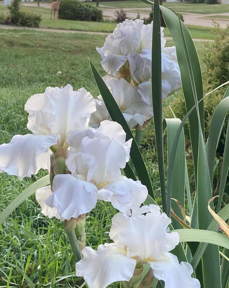 Photo of Tall Bearded Iris (Iris 'Immortality') uploaded by sucrose