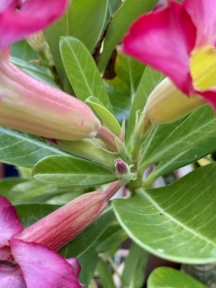 Photo of Desert Rose (Adenium obesum) uploaded by Gerris2