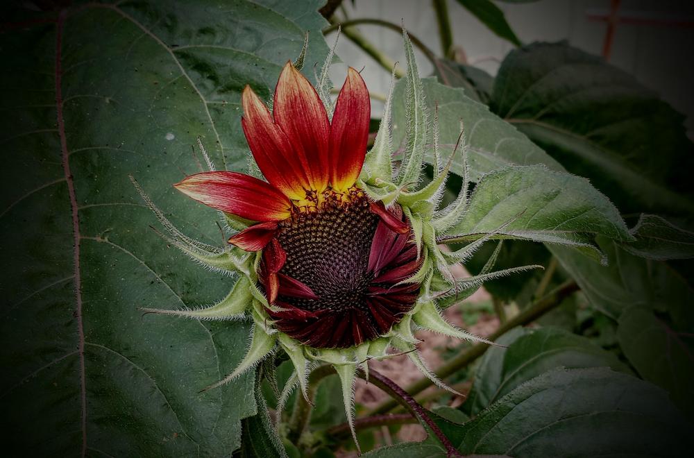 Photo of Sunflowers (Helianthus annuus) uploaded by StefanoPip