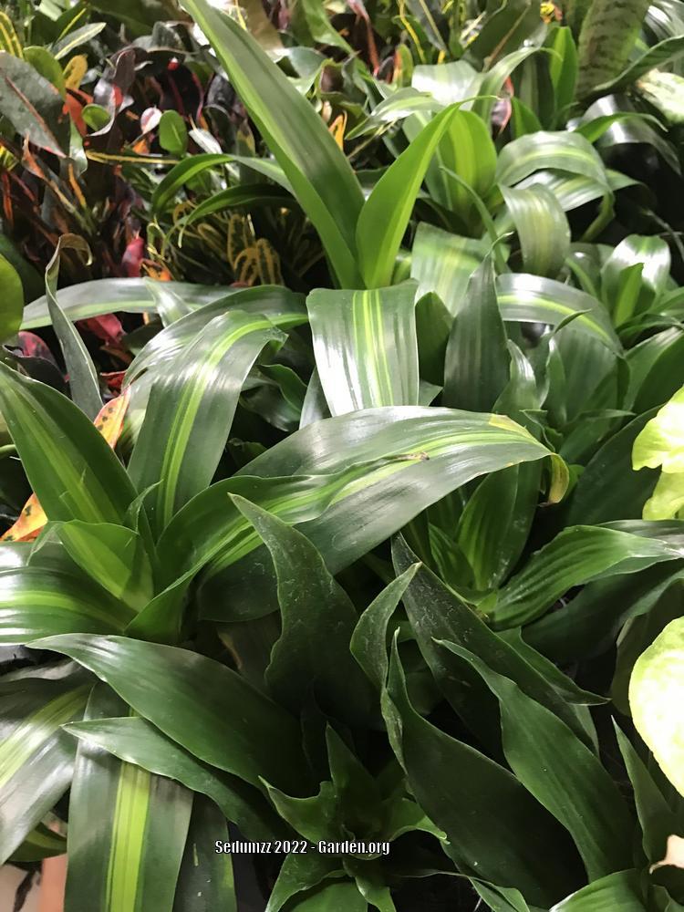 Photo of Corn Plant (Dracaena fragrans 'Hawaiian Sunshine') uploaded by sedumzz